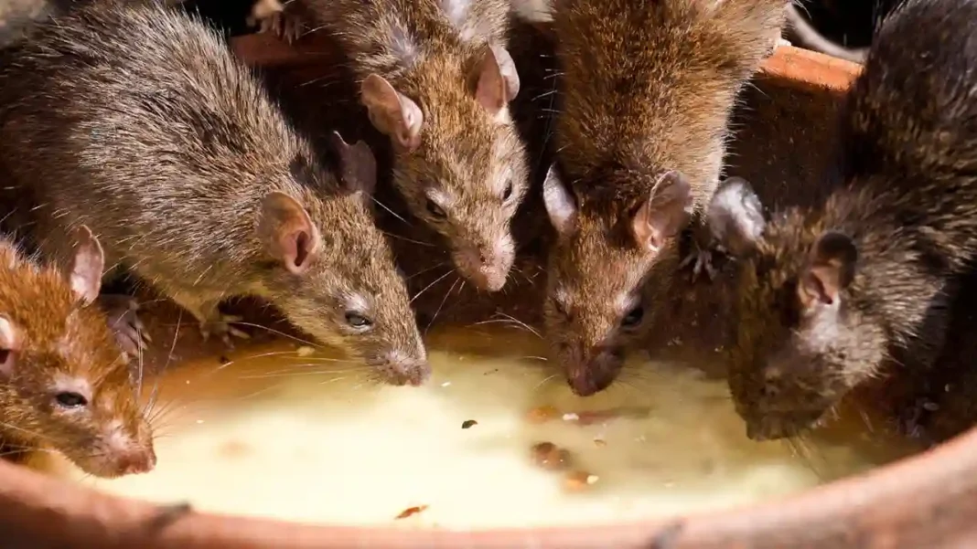  Ratten Überpopulationen als Vorbote des Klimawandels